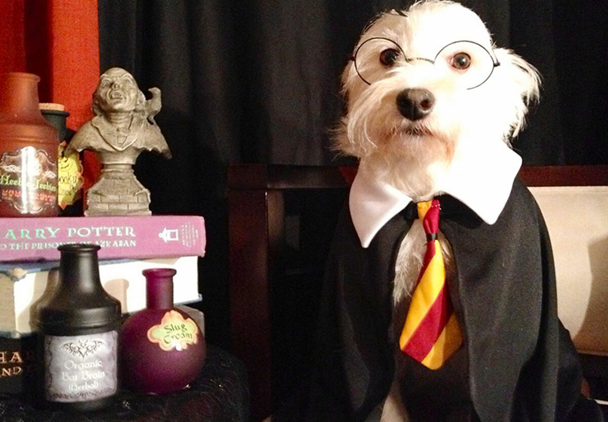 National Dress Up Your Pet Day - January 14, 2026 - National Today inside January 14 2026 National Day